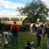 10_am Stall