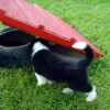 Agility1