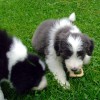 Knochen1