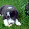 Knochen2