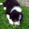 Knochen3