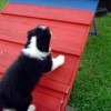 Agility4
