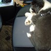 Chauffeur_Blossom