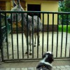 Inselzoo7