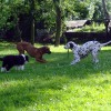 Josis_Garten5