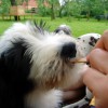 Belladonna_1_12.Wo