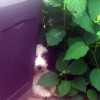 Belladonna_2_12.Wo