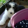 Bellis_1_12.Wo