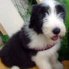Bellis_2_12.Wo