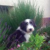 Bellis_3_12.Wo