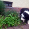 Garten3