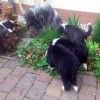 Garten4