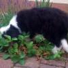 Garten5