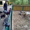 Inselzoo3