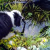 H.Garten_Teich1