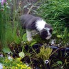 H.Garten_Teich4
