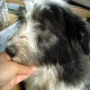 Schmutziger_Beardie1