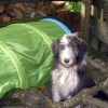 Schmutziger_Beardie3
