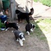 Stall_Enten