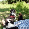Stall_Koppel1