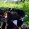 Stall_Koppel2