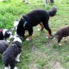 Stall_Koppel3