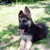 Stall_Neuer _Freund1