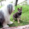 Stall_Neuer_Freund2