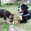 Stall_Neuer_Freund3