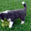 Garten_Drachen_3