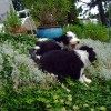 Garten_Hang_1