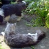 Katzen_3