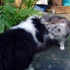 Katzen_4