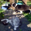 Katzen_5