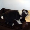 Sofas_1