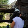Katzen_1