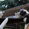 Katzen_3