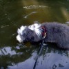 Baden_1