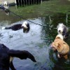 Baden_2