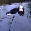 Baden_3