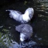 Baden_4
