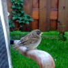 Garten_C3