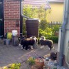 Garten_C5