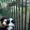 Zoo_1