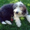 Bellis_2