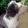 Bellis_4