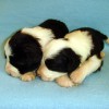 Girlies_2-schwarz
