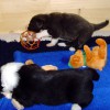 Spielen