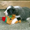Bellis_5Wo