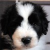 Barclay_3_6Wo